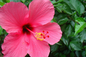 HIBISCUS published in Paper Sea Quarterly Issue #2