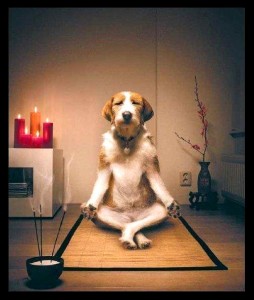funny Meditating Dog4