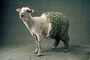 I want to write a story about a sheep- Claire Na