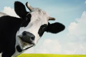 MY LIFE AS A COW-Beverly Barry