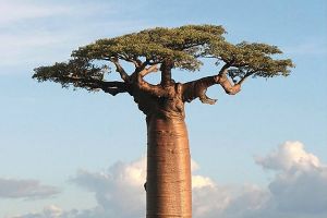 The Mother Tree - Amandine Blasius
