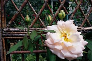 The Rose Garden - Emma Ellanora