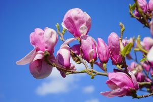 On Depression. And magnolias