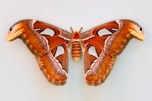 This disease - Ms B 