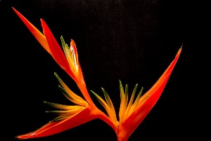 An Orange Ribbon - Renee Treweek
