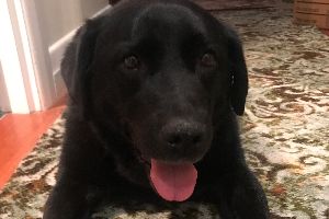 MY CHARLIE GIRL - KRISTENE REYNOLDS