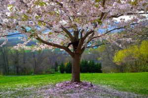 I Am Blooming -   Charlotte Boyle