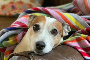 A Story About Archie